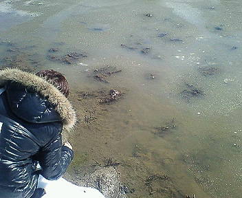 石塚さんの田んぼ