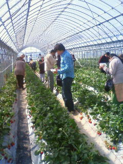 090321 イチゴ狩り