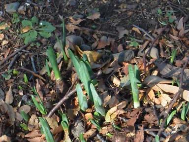 水仙の葉　20111010