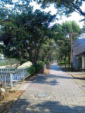 並木道　20111010