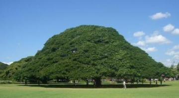 ハワイ　この木なんの木