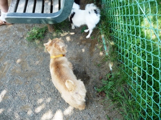 こっちにおいでよ