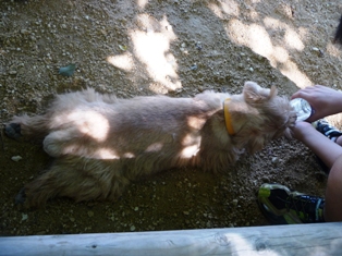 ハァハァ　アチチチ