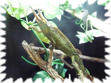 ジャクソン♂全長