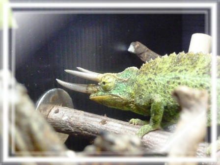 ジャクソン♂アップ