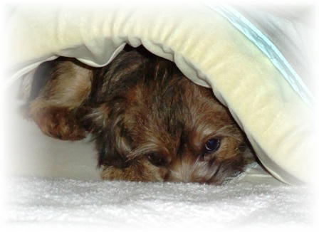 獲物待ってるの