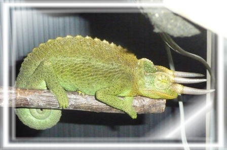 ジャクソン♂就寝中