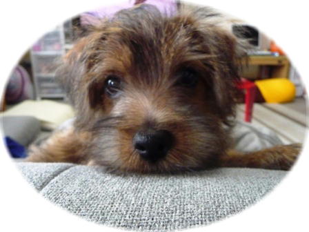 ソファかじってないからね