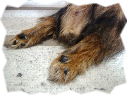 真っ直ぐ伸びてます^^;