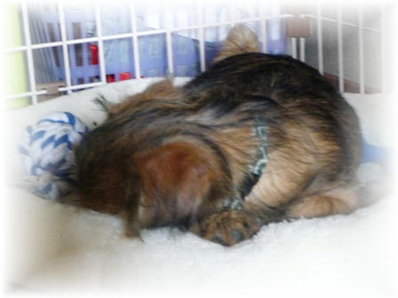 ぐぅぐぅ･･･