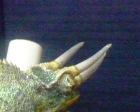 ジャクソン♂角