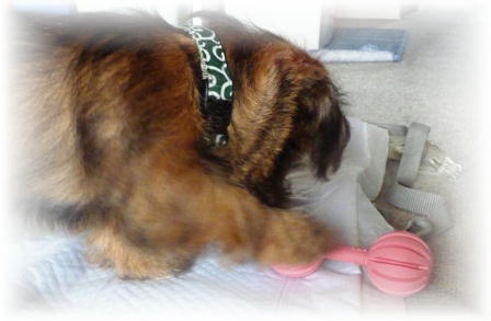 出てこい！出てこい！