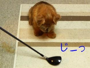 これ何？