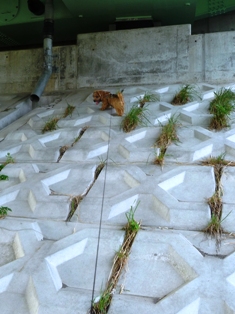 トントントン♪