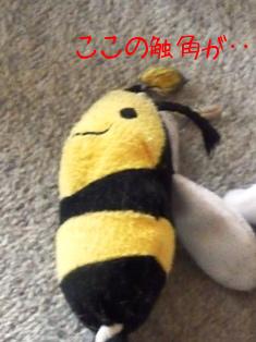 触角が･･･