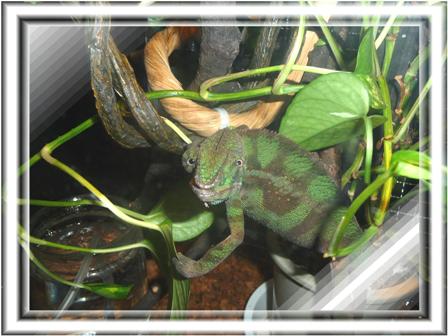 サンバーバのサンちゃん