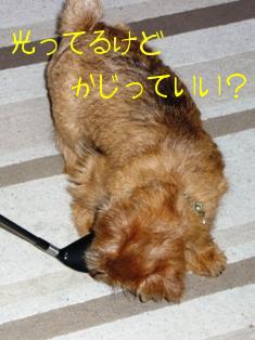 ここかじっていい？