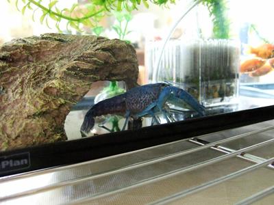 フロリダブルー