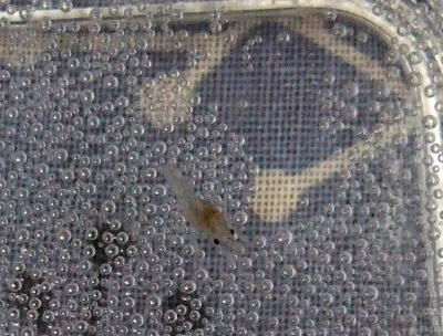 ザリガニの赤ちゃん