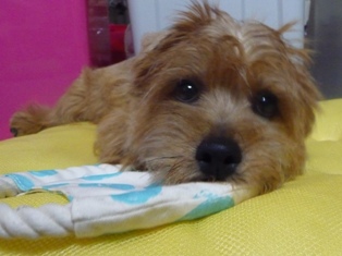 座布団でまったり