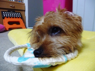 遊んでくれないの？