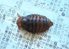 サビイロ抜け殻