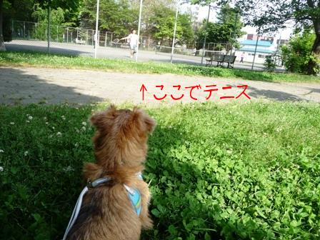 テニスの監督