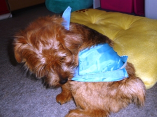 嫌がってますが