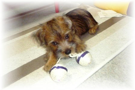 猫用だってば！