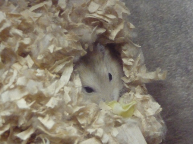 銀ちゃんとキャベツ２