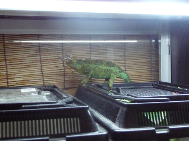 ジャクソンの逃亡