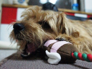 ピンクのハチさん