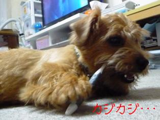 カジカジ