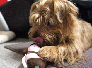 ハチさん大好き