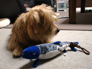 熊じゃないですから