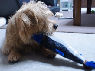 どうせなら本物が･･･