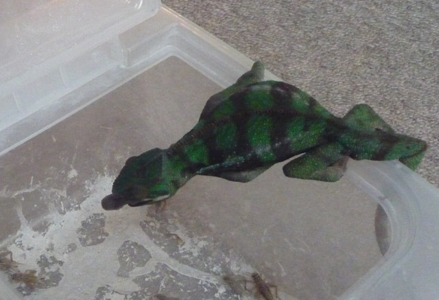 次男の餌食い１