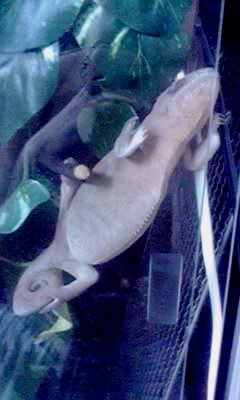 明日こそまた逃亡するぞ！