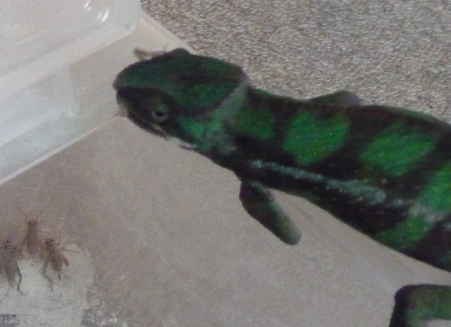 次男の餌食い３