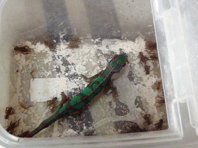 次男の餌食い４