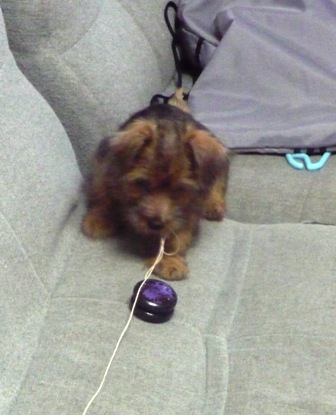 よいしょよいしょ