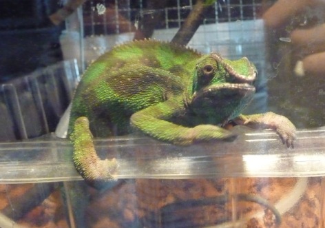 アンビローブ長男