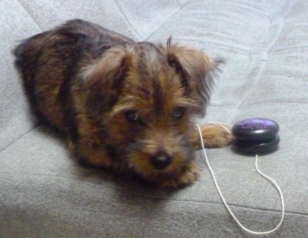 糸楊枝みたいだよ