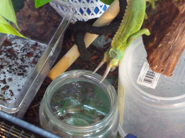 サンちゃんの餌食い１