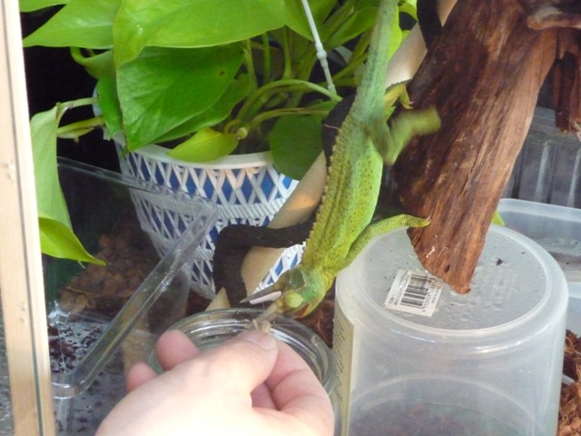 サンちゃんの餌食い２