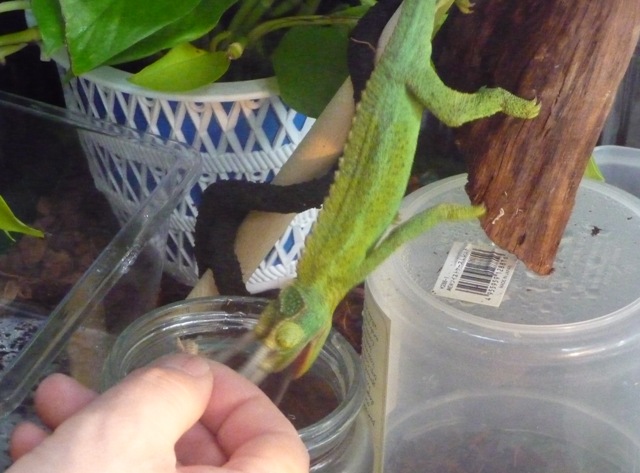 サンちゃんの餌食い３