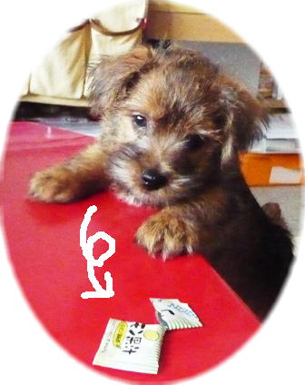 これ食べられる？