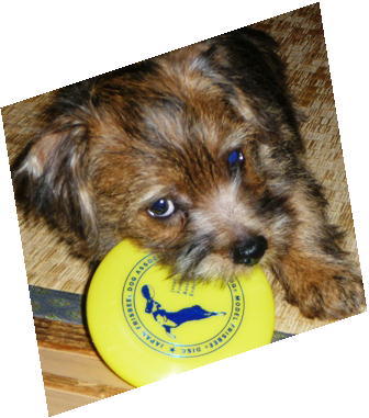 ミニフリスビー