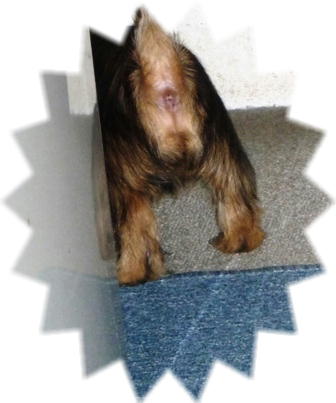 トイレ！トイレ！！