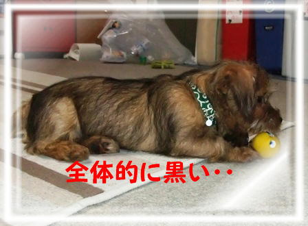 体も黒い